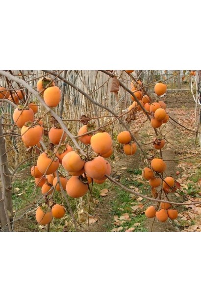 Дерево хурмы Гора Говерла в саду осенью